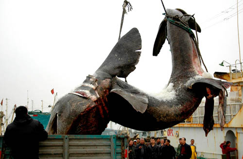 ชาวประมงจีน ส้มหล่น จับได้ฉลามยักษ์ 4 ตัน 
