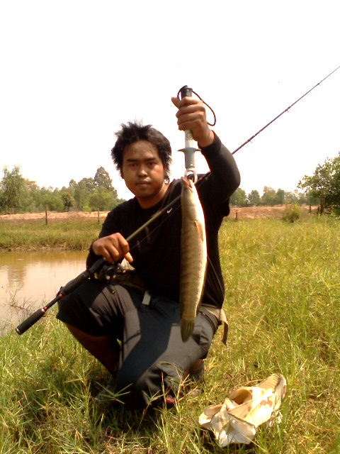 ปลาช่อนริมนาคับ