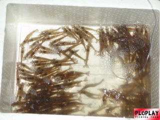 ทะเล ประจวบคีรีขันธ์  กับไต๋ต้น ภาค 1
