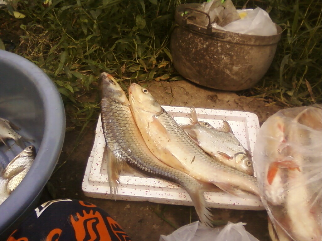 ตะโกกอ่างทองครับ