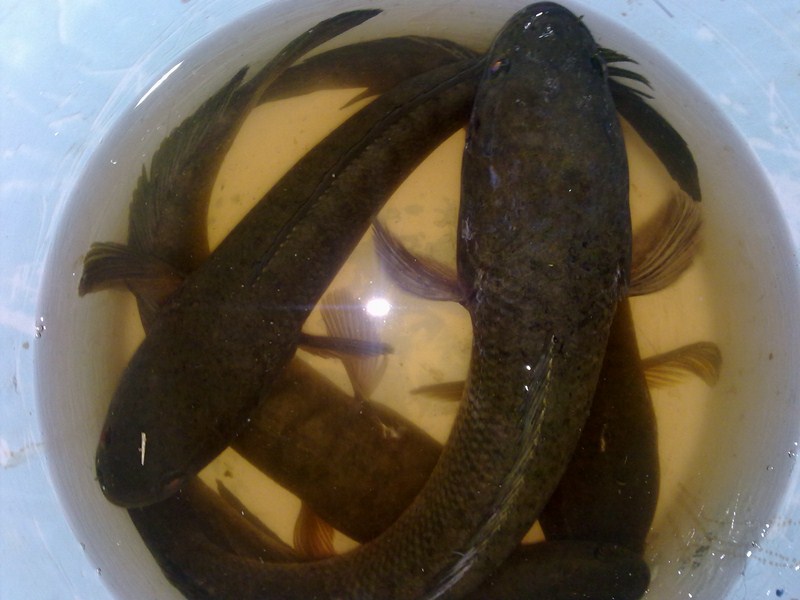 ฉลองเบ็ดใหม่กับน้องช่อน ลาดหญ้า เมืองกาญจนบุรี