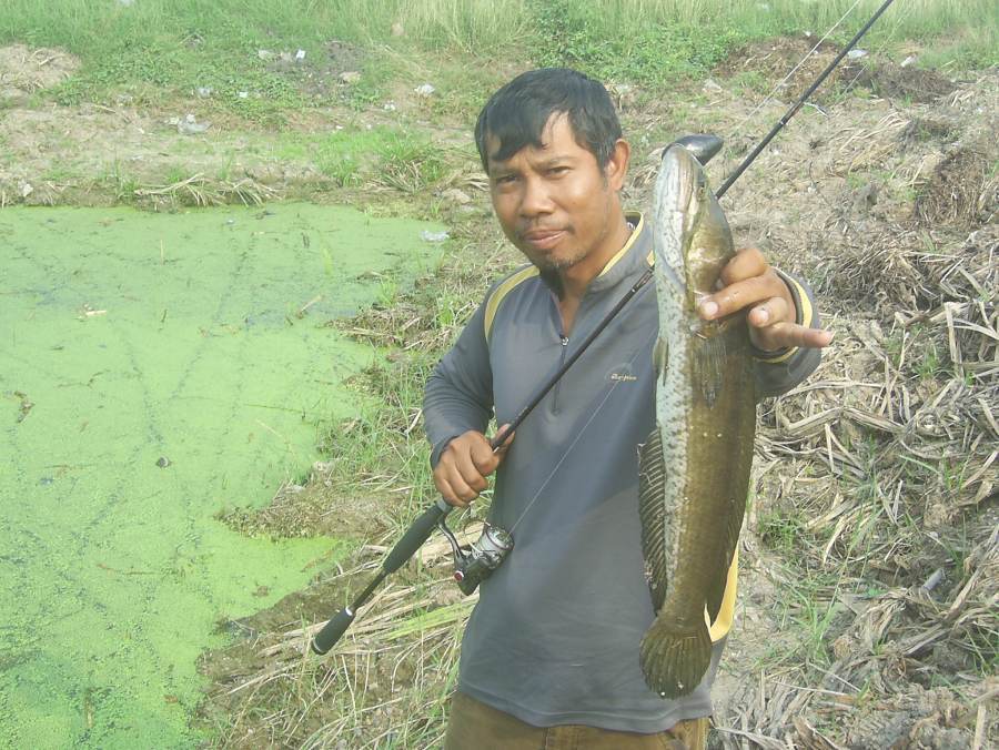 ปลาช่อนข้างทาง@.......มีนบุรี-สายเอเชีย