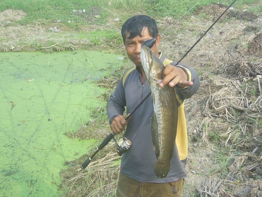 ปลาช่อนข้างทาง@.......มีนบุรี-สายเอเชีย