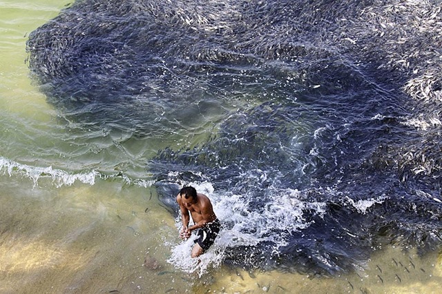 นับแสน หนีตายจากญี่ปุ่นมาโผล่ที่ชาดหาดเม็กซิโก" 