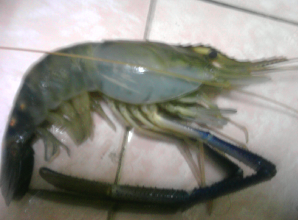 กุ้งแม่น้ำ (ตอวัดกร่าง)