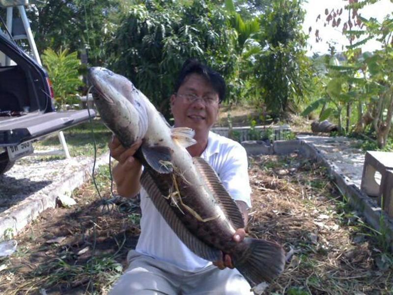 ชอบตกปลาธรรมชาติมันยากและท้าทาย@ชะโด..ชะโด