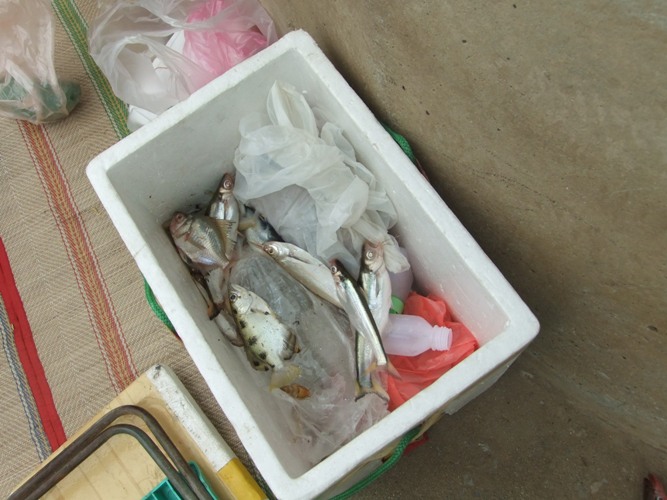 แอบไปสอยปลาเล็กๆพออยู่พอกิน