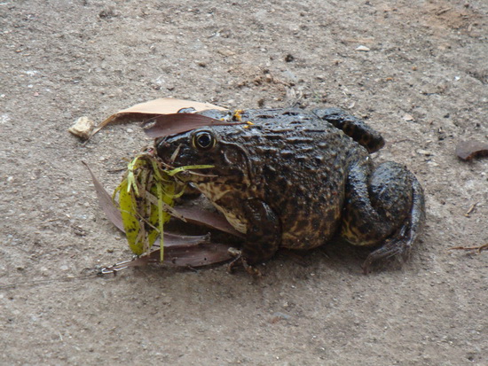 Scum Frog VS Frog 2