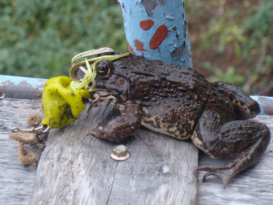 Scum Frog VS Frog 2