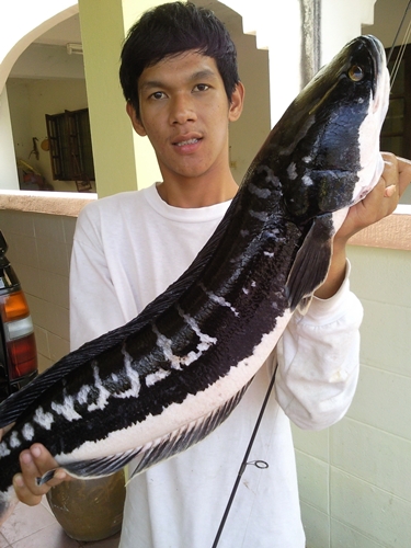ชะโดเมือง เพชรบุรี