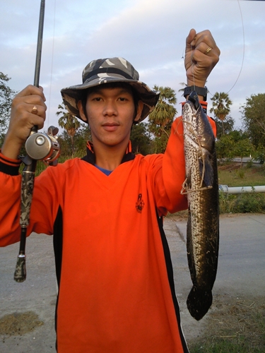 ปลาช่อน เพชรบุรี