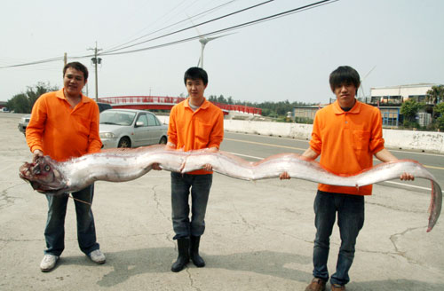 ชาวประมงไต้หวันจับได้ ปลาแผ่นดินไหว