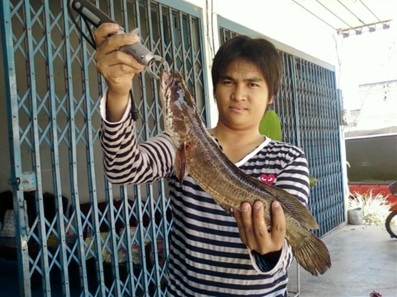 ช่อนหลังบ้านครับ