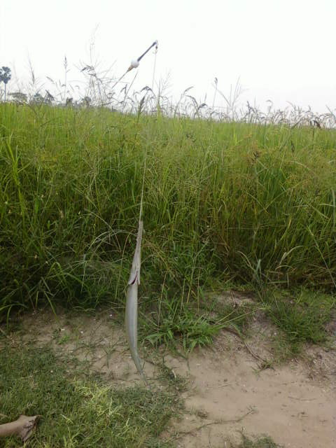 ปลาเก้าห้องบางปลาม้า+ปลาเข็มภาค 3.2