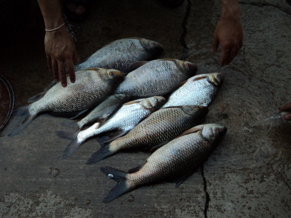 รวมทริปตกปลาที่เขื่อนเจ้าพระยา อ.สรรพยา จ.ชัยนาท