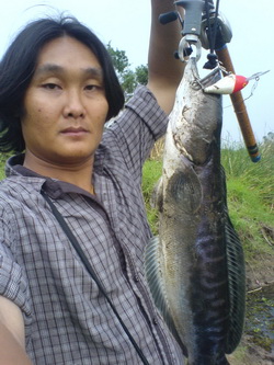 27-04-2554 ชะโดสนมสุด(บ้านดอนอีลุ่ม)