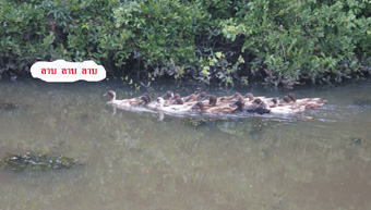 พาน้องไปเสียตัว