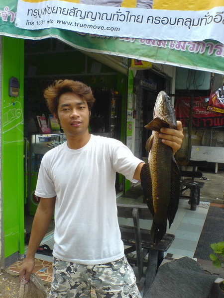 ปลาช่อน...วันฟ้าคลึ้มฝน