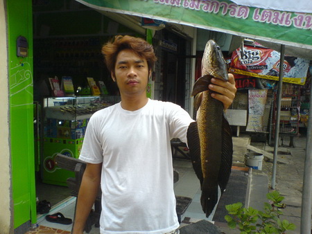 ปลาช่อน...วันฟ้าคลึ้มฝน