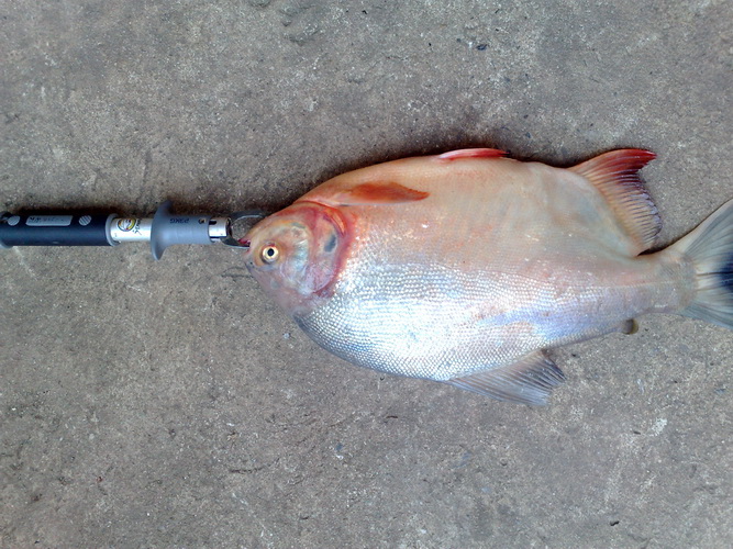 ปลาจาระเม็ดราดพริก