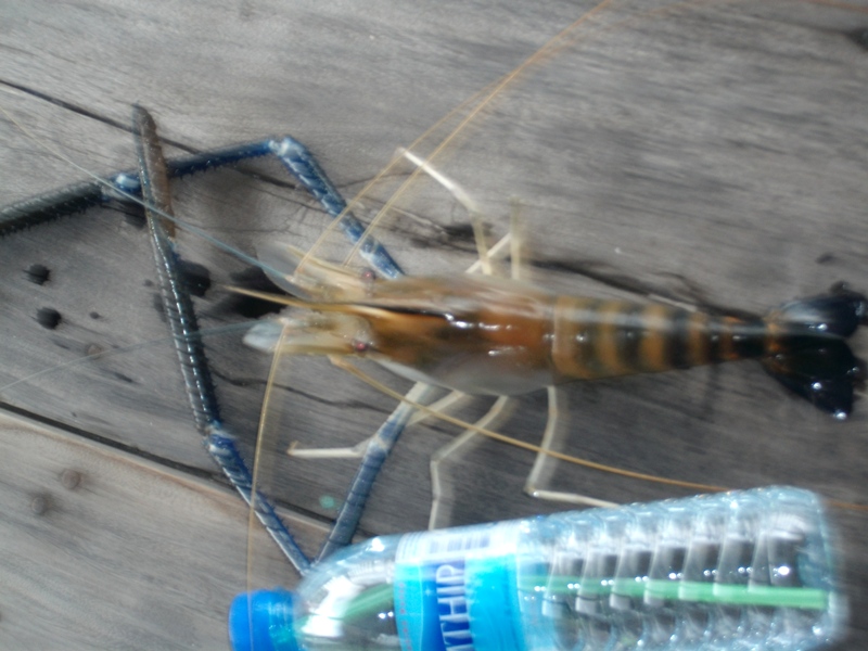 กุ้งแม่น้ำ บ้านปากคลองน้ำอ้อม ปทุมฯ.