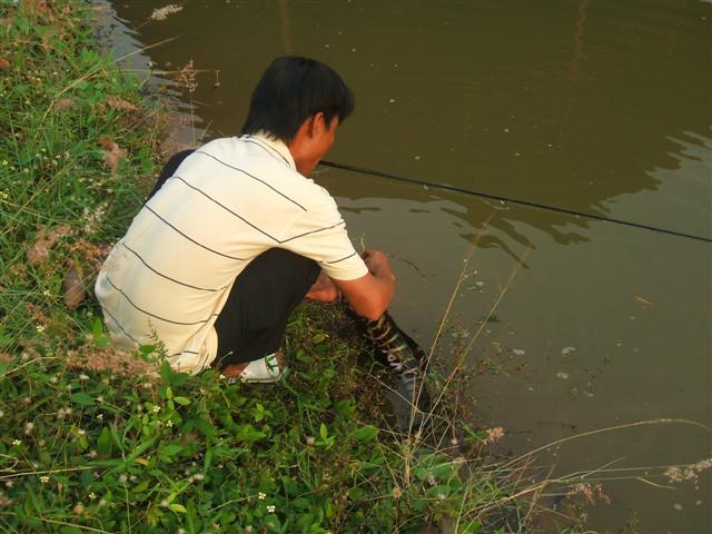 ชะโดหลังเลิกงาน