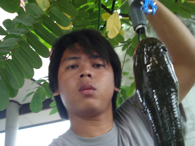 ช่อน กับ กระสงใหญ่ครับ