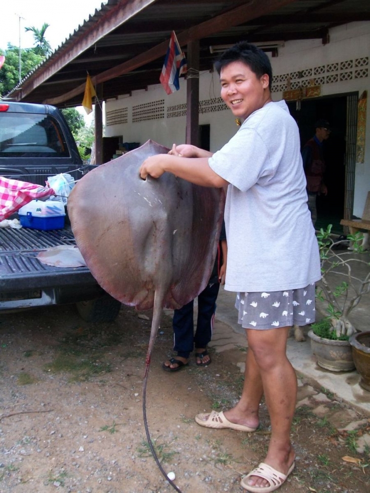 กระเบนยักษ์ ที่ปราณบุรี