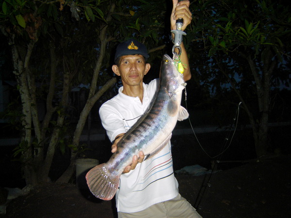 ชะโดคลองครับ