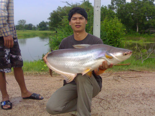 ปลาบึก ที่ลาดยาว