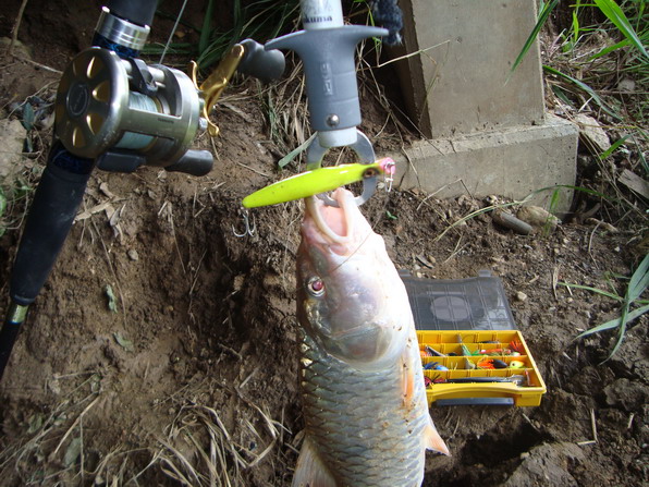เหลาไม้  ให้ว่ายน้ำ