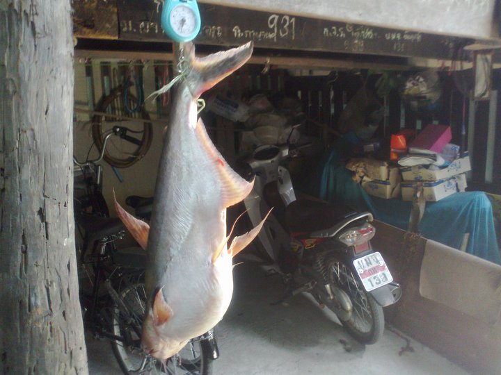 หูดำหน้าบ้าน