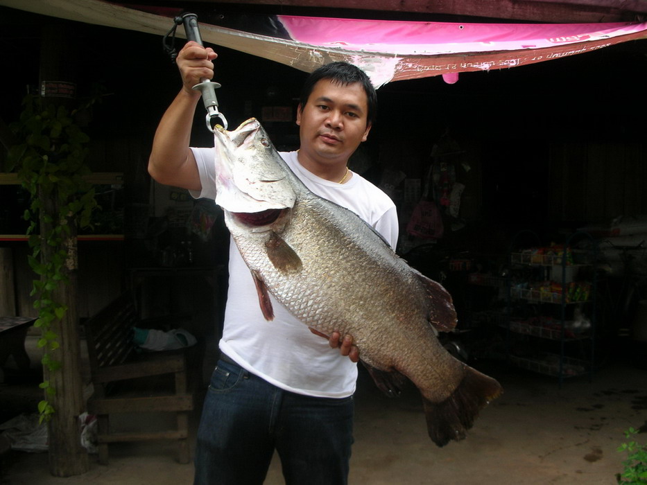 กระพงด่านขุนทด