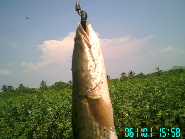 ภาพตกปลารวมๆ (น้องช่อน) ต่างกรรมต่างวาระ