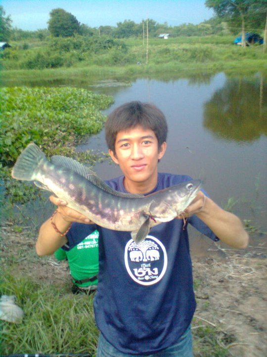 วอมๆ ส่ง ดู ครับ