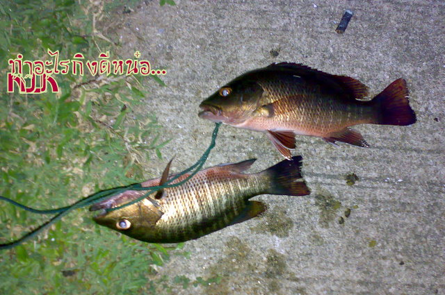 ปลากะพงขาว+แดง หลัง ร.ร.นราธิวาส