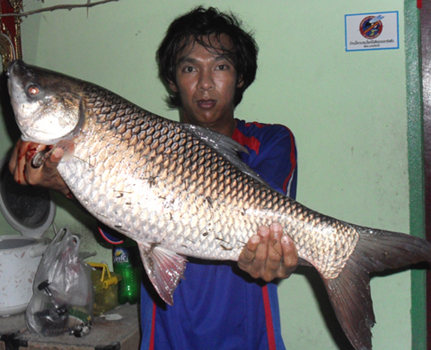 ยี่สกใหญ่ ณ. วังสีดา วัดละมุดใกล้บ้านผมเองครับ