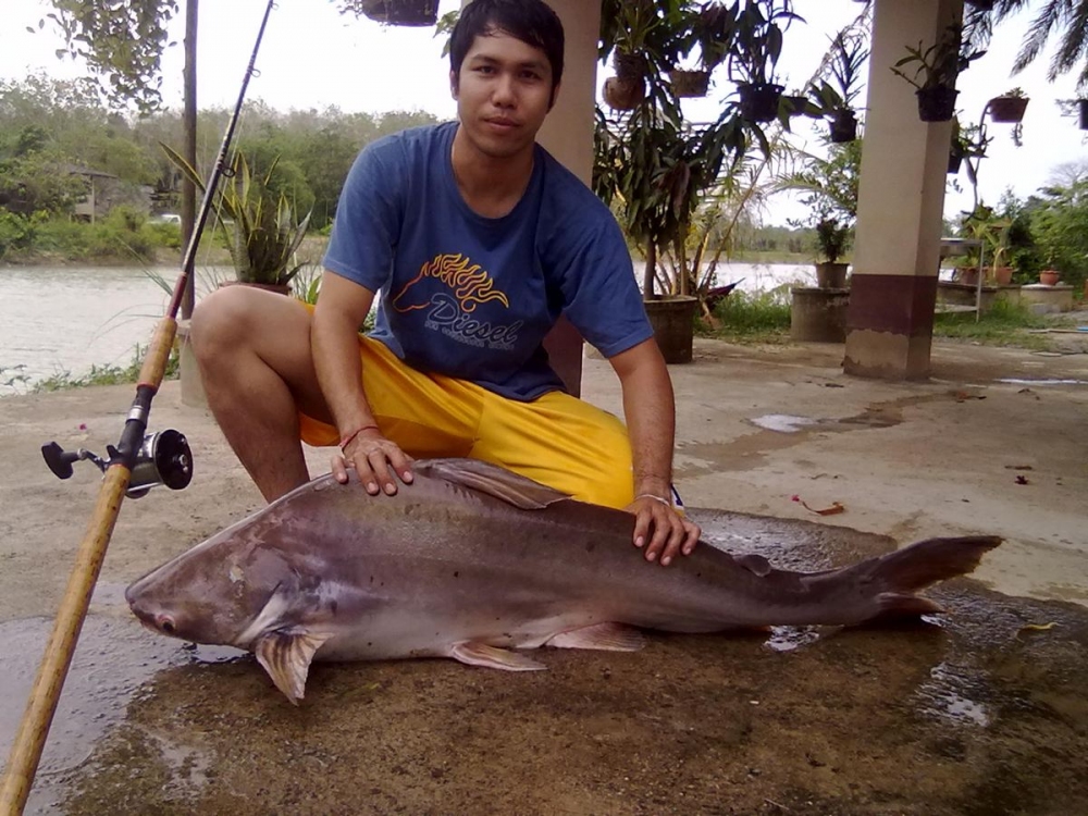 ปลาใหญ่ๆ คลองท่าจีน จ.ตรัง