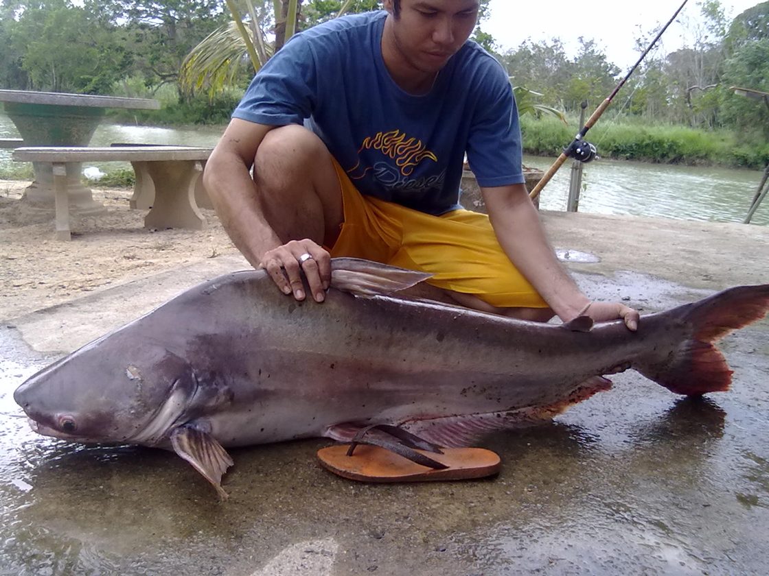 ปลาใหญ่ๆ คลองท่าจีน จ.ตรัง