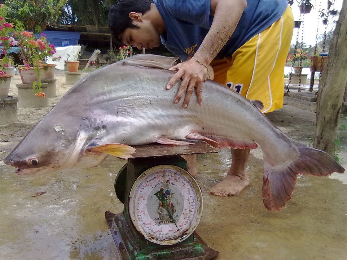 ปลาใหญ่ๆ คลองท่าจีน จ.ตรัง