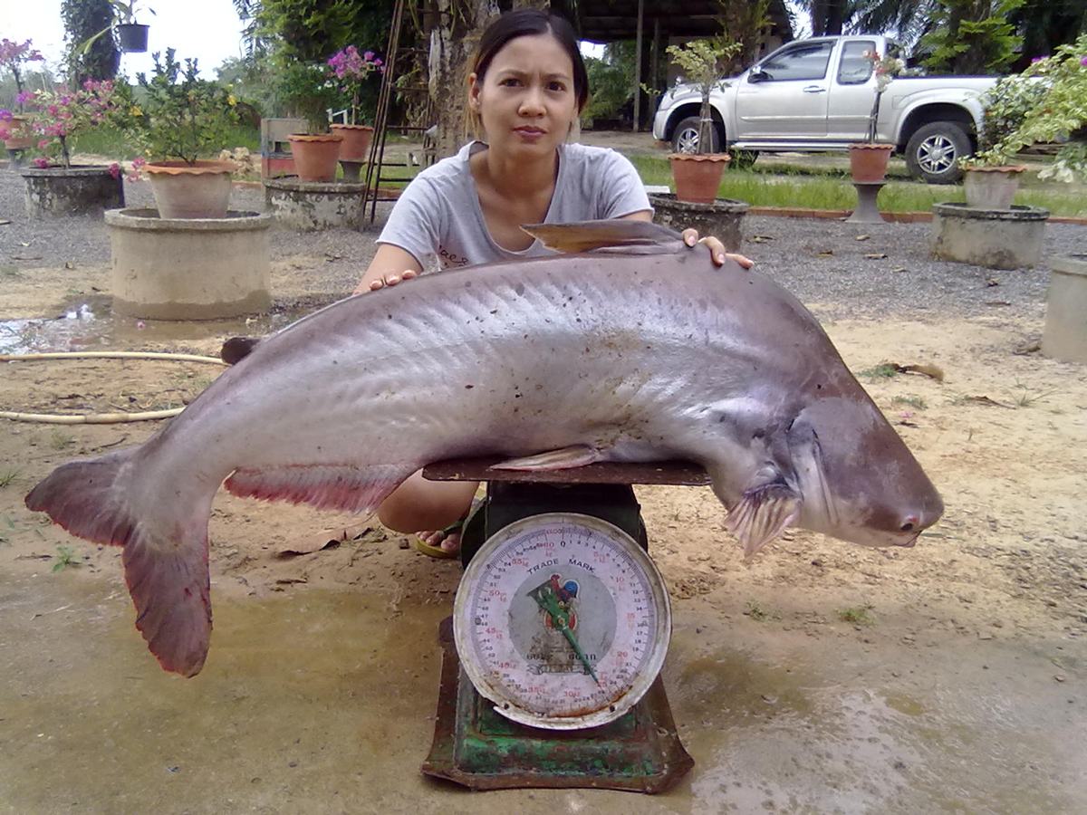 ปลาใหญ่ๆ คลองท่าจีน จ.ตรัง