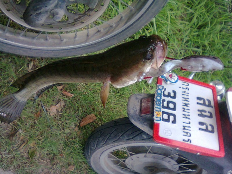 ล่า !!!!ท้า !!!!!ตี !!! Lure กับช่อน รังสิต