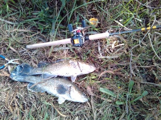 เที่ยวฟาร์ม.ตกปลา.อะได้.Murray Cod..Australia.ครับ