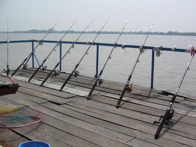 ปลาเจ้าพระยาหลังเรือน้ำตาลล่ม