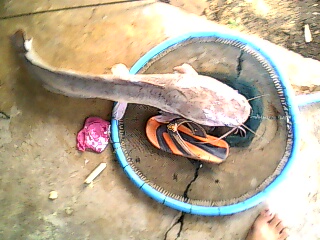 ..ปลาดุกบ้านผม..