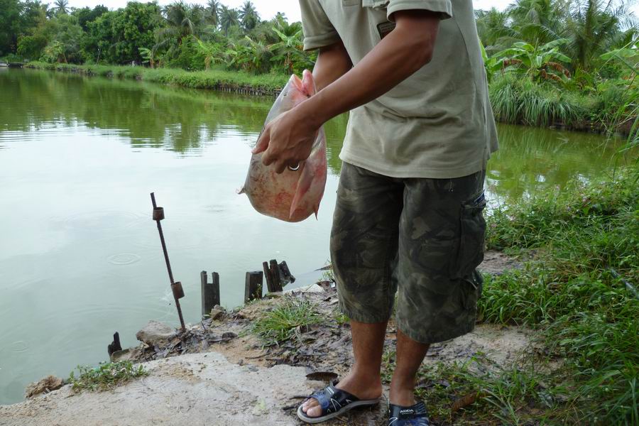 ทดสอบคันใหม่ที่ ch fishing ครับ