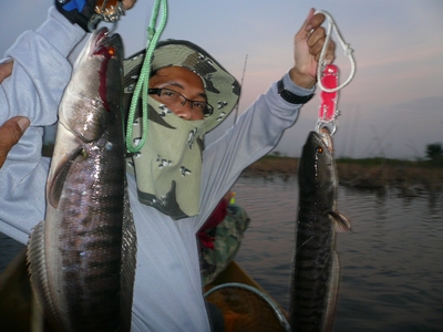 ชะโด  จิบ...ที่บางไทร..