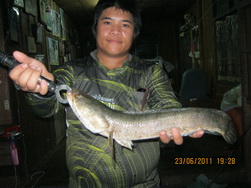 ปลาช่อนน้อยจ๊ะ