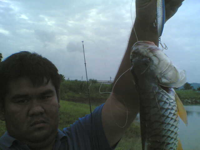 หายากจริ้งๆๆกระสูบป่าสัก