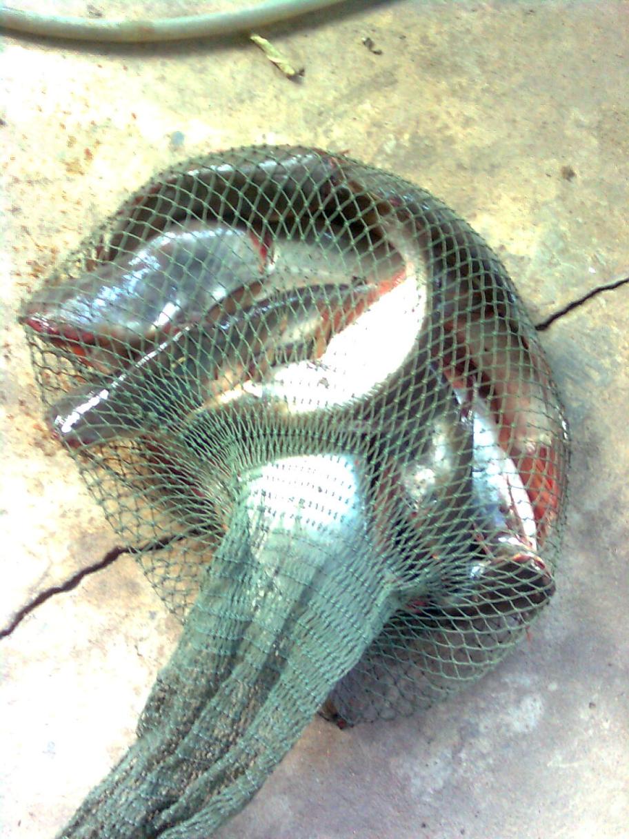 นานนานตกที